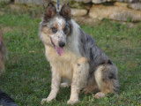 Un chien adulte Border Collie bleu merle d’un an LOF à vendre