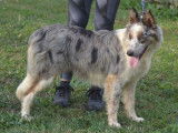 Un chien adulte Border Collie bleu merle d’un an LOF à vendre
