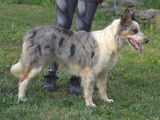 Un chien adulte Border Collie bleu merle d’un an LOF à vendre