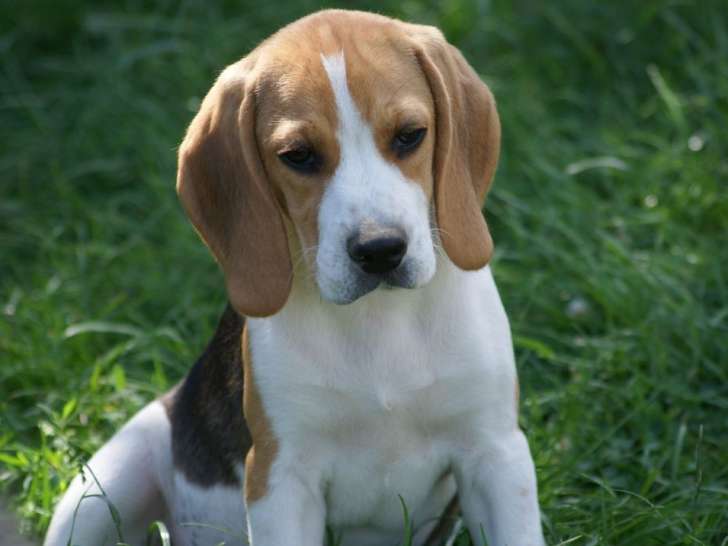 Des chiots Beagles tricolores à la vente (LOF)