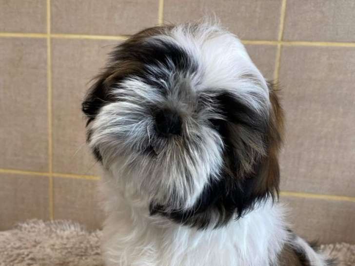 À vendre : deux chiots Shih Tzu LOF