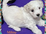 Chiots Bichon Havanais disponibles
