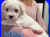 Chiots Bichon Havanais disponibles