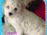 Chiots Bichon Havanais disponibles