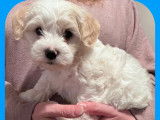 Chiots Bichon Havanais disponibles