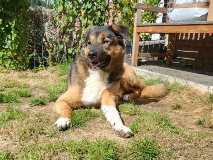 Pango, Akita Inu croisé Border Collie de 5 ans à donner