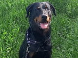 Mâle Beauceron disponible pour saillie