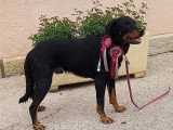 Mâle Beauceron disponible pour saillie