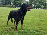 Mâle Beauceron disponible pour saillie