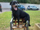 Mâle Beauceron disponible pour saillie
