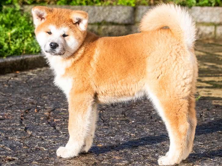 Chiot akita inu LOF