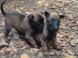 Des chiots Bergers Belges Malinois à la réservation