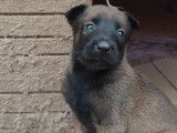 Des chiots Bergers Belges Malinois à la réservation