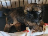 Deux chiots Shih Tzu LOF à la réservation