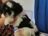 Deux chiots Shih Tzu LOF à la réservation