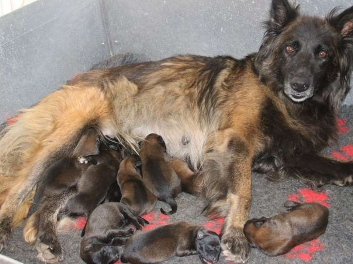 10 chiots Bergers Belges Tervueren à réserver (LOF)