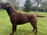 8 chiots Labradors LOF chocolat à réserver
