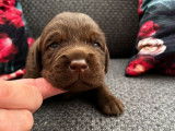 8 chiots Labradors LOF chocolat à réserver