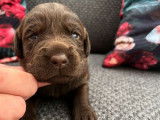 8 chiots Labradors LOF chocolat à réserver