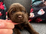 8 chiots Labradors LOF chocolat à réserver