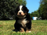 À acheter des chiots Bouviers Bernois (LOF)