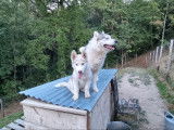Vente d’un chiot Husky de Sibérie mâle de robe cuivre et blanc (LOF)