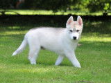 Vente de 4 chiots Huskies de Sibérie (LOF)