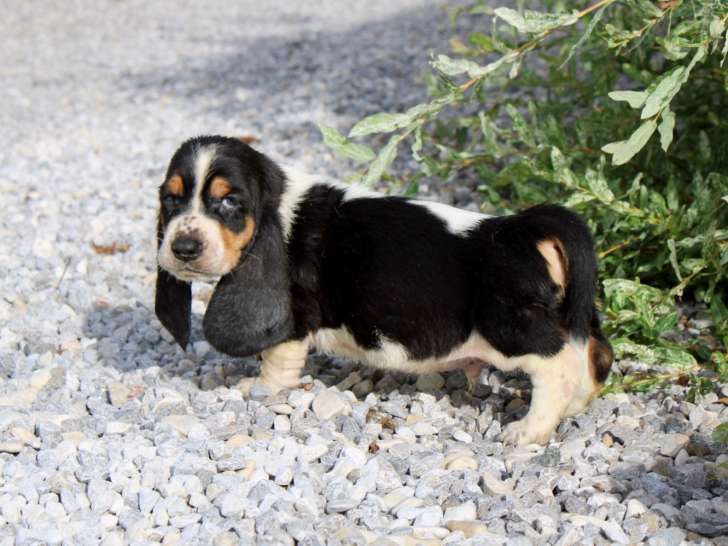 À vendre : chiots Basset Hounds (LOF)