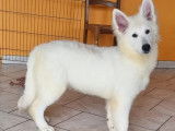 À vendre : chiot Berger Blanc Suisse femelle de robe blanche (LOF)