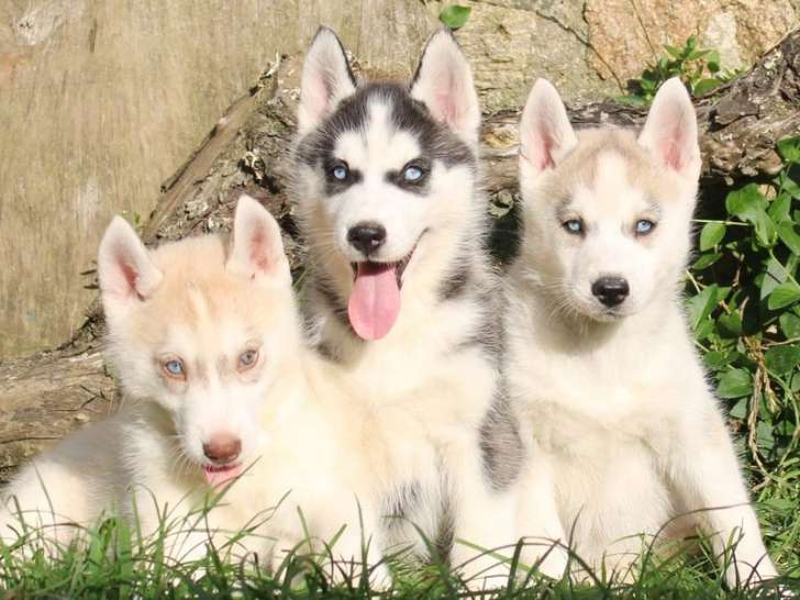 Chiots Huskies Sibérien (LOF), à vendr