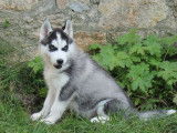 Chiots Huskies Sibérien (LOF), à vendr