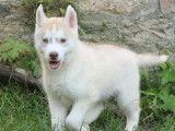 Chiots Huskies Sibérien (LOF), à vendr
