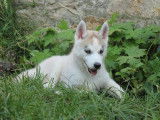 Chiots Huskies Sibérien (LOF), à vendr