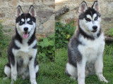 Chiots Huskies Sibérien (LOF), à vendr