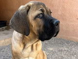 Vente de deux chiots Cane Corso fauves (LOF)