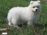 &Agrave; vendre : 5 chiots Samoy&egrave;des blancs (LOF)