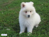 &Agrave; vendre : 5 chiots Samoy&egrave;des blancs (LOF)