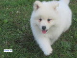 &Agrave; vendre : 5 chiots Samoy&egrave;des blancs (LOF)