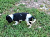 À vendre : trois chiots Cavaliers King Charles noir et blanc (LOF)