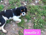 À vendre : trois chiots Cavaliers King Charles noir et blanc (LOF)