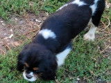 À vendre : trois chiots Cavaliers King Charles noir et blanc (LOF)