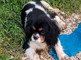 À vendre : trois chiots Cavaliers King Charles noir et blanc (LOF)