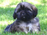 Vente de chiots Lhassa Apsos (LOF)
