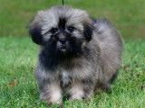 Vente de chiots Lhassa Apsos (LOF)
