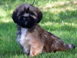 Vente de chiots Lhassa Apsos (LOF)