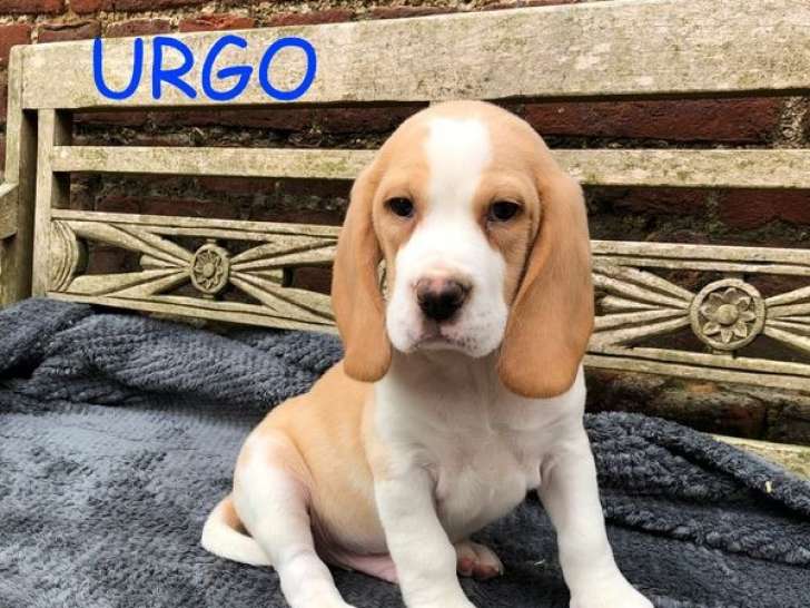À vendre : chiot Beagle mâle au pelage blanc et fauve (LOF)