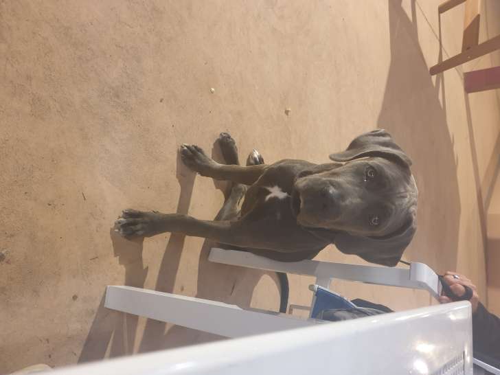 Chiot Cane Corso à vendre