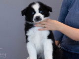Vente de chiots Laika de Yakoutie (LOF)