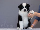 Vente de chiots Laika de Yakoutie (LOF)