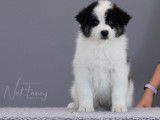 Vente de chiots Laika de Yakoutie (LOF)